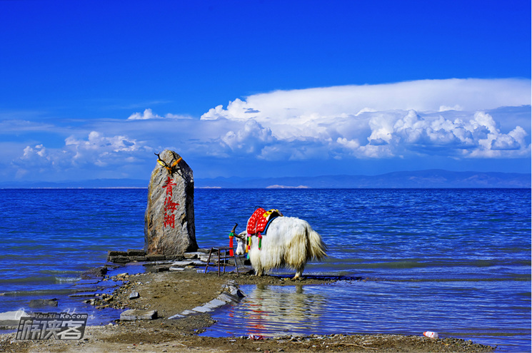 青海湖畔的碧海蓝天,牦牛与水.