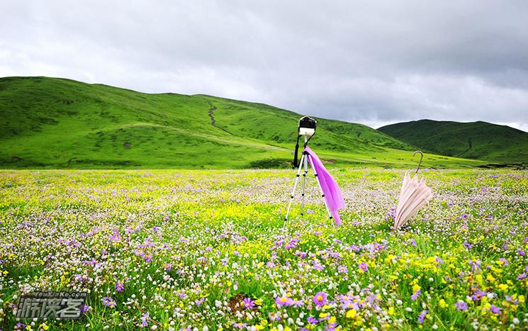 【春天花事】6.13-6.14俄木塘花海撒野+草原运