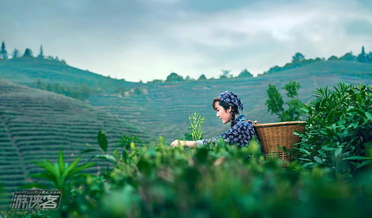 走进茶园一阵阵茶香在空气中蔓延,雨后的茶园会显得更加行诗意.