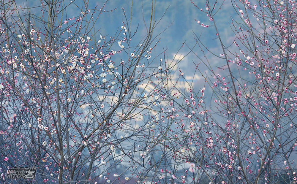 【踏雪寻梅】2.10-12/2.17-19 走进卖花渔村,探访徽州渔人,许村闹元宵,用镜头重现百年牌坊荣光 3日人文、风光摄影创作团