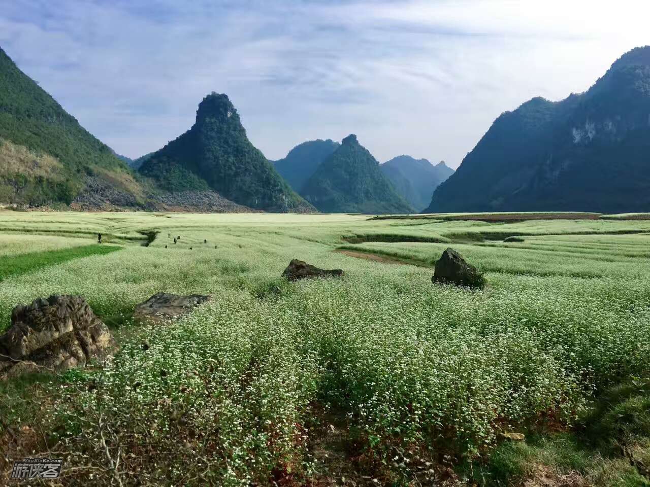广西以西丨饱览更望湖荞麦花,浪漫崇左之旅4日
