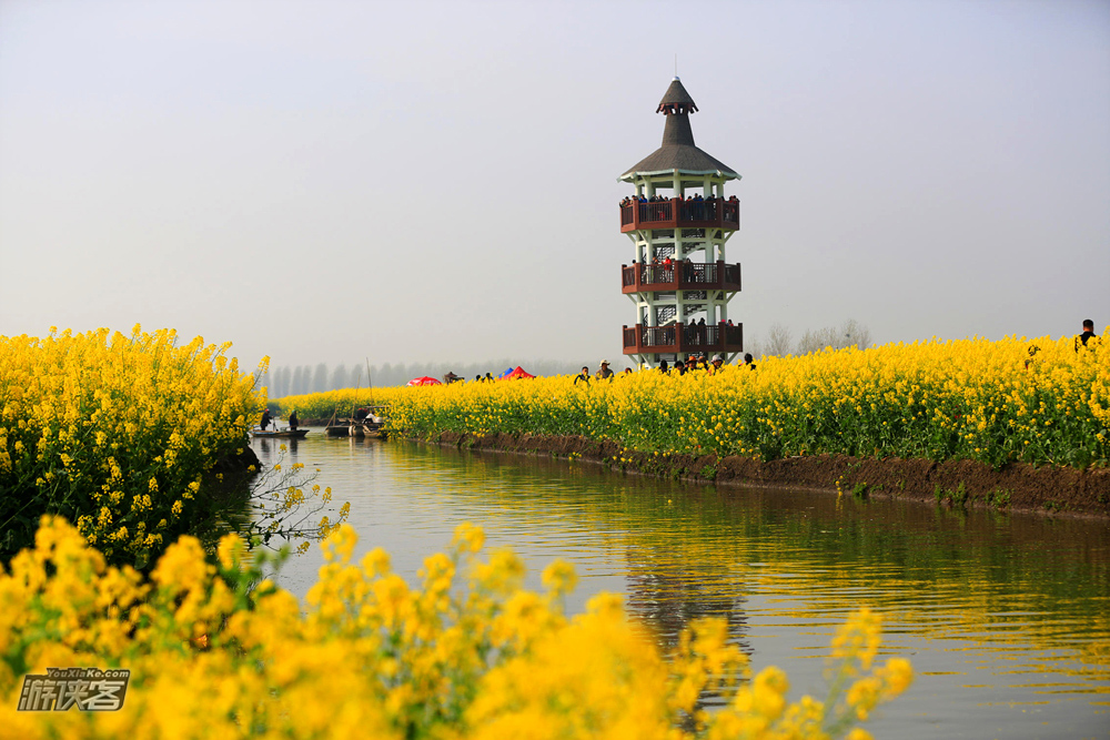 【千垛花开】4月,感溱潼古镇之韵,摄水上森林白鹭,赏兴化水上油菜花海之美,2日风光摄影团