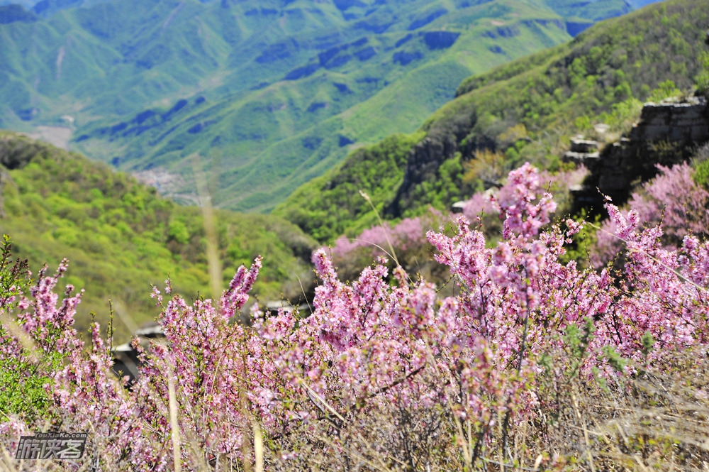 【名山·黄草梁】6.10周六 蓝天绿野山色俏 红花空濛黄草梁健身步道一日游