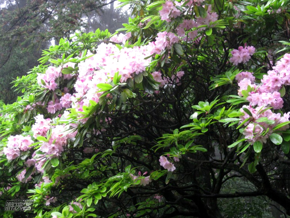 【华顶杜鹃】5.12-13，徒步徐霞客古道，穿越石梁飞瀑，登天台华顶赏云锦杜鹃！（高山杜鹃花正开）