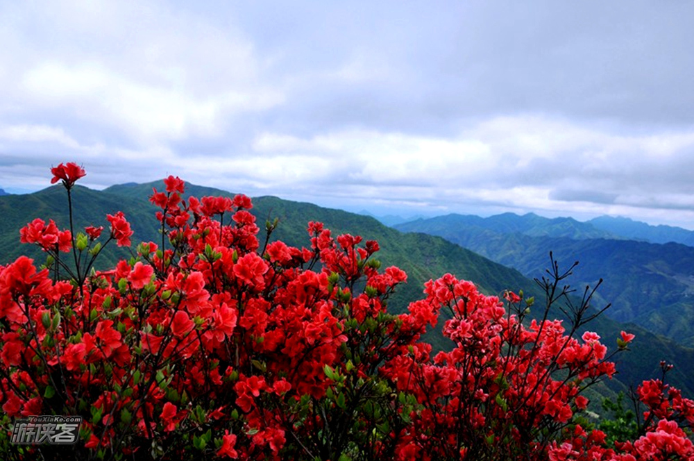 【征途·桃源尖杜鹃】4-5月，穿越浙西南十里万亩杜鹃花海，看漫山红遍，绿春湖-桃源尖穿越（1天1夜，周五晚上出发，周六避开人流，周日可安排休息，节假日安排中午出发）
