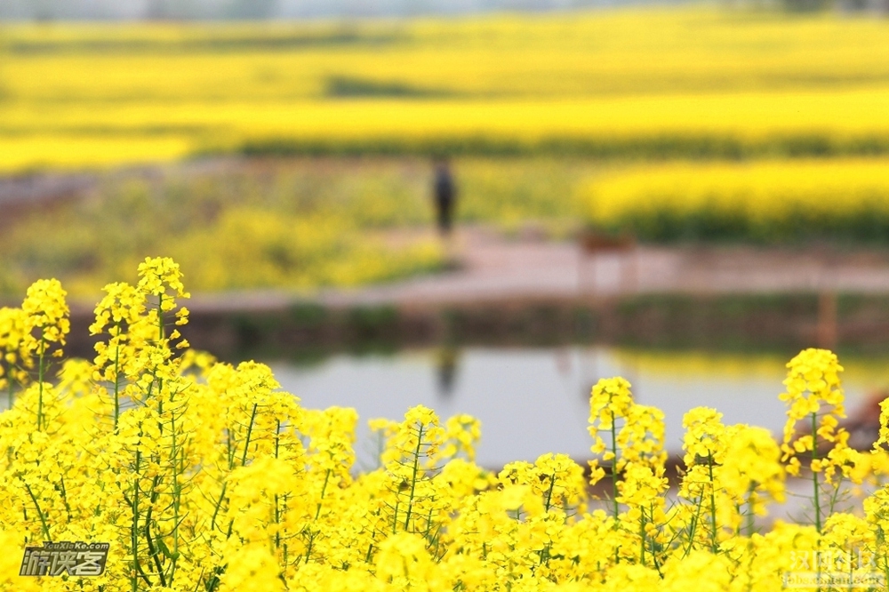 【特惠·沙洋油菜花】4.1周日，江汉平原万亩油菜花盛开，金色海洋沙洋迎接四方游侠
