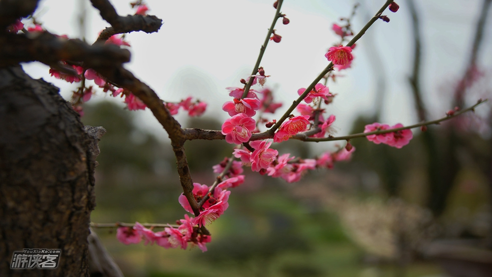 【丹景山·红梅】2.25周日 曾为梅花醉似泥, 二十里中香不断,神清气爽,踏春寻梅(单日赏花休闲游)