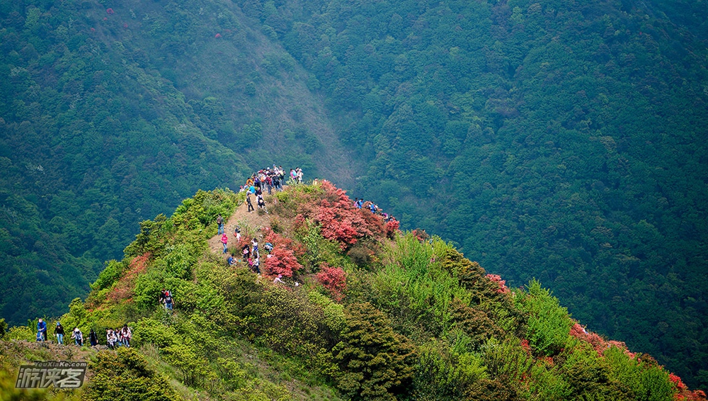 【通天蜡烛】4.9周日：漫山红透杜鹃花海，登从化通天蜡烛，无限风光在险峰（最佳花期）