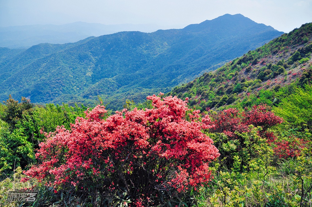 【通天蜡烛】4.9周日：漫山红透杜鹃花海，登从化通天蜡烛，无限风光在险峰（最佳花期）