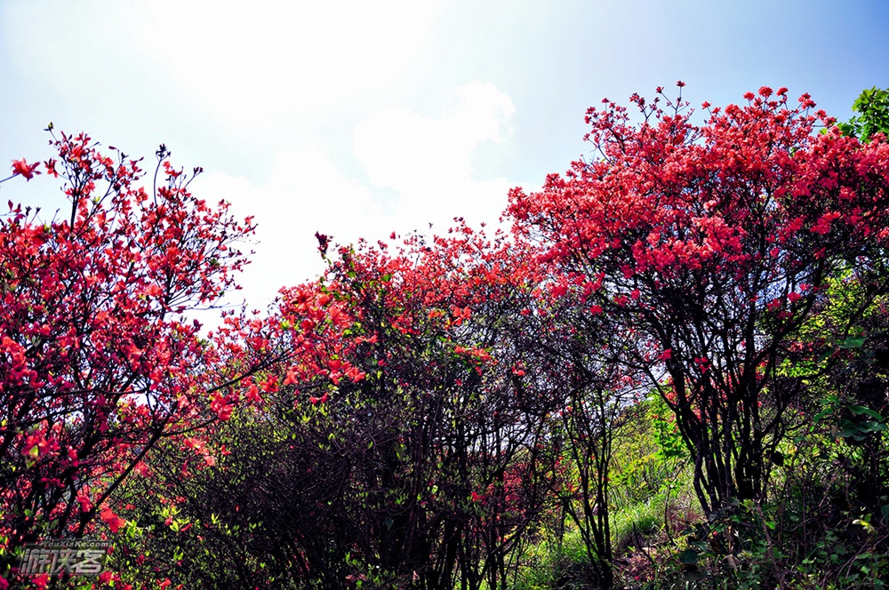【通天蜡烛】4.9周日：漫山红透杜鹃花海，登从化通天蜡烛，无限风光在险峰（最佳花期）
