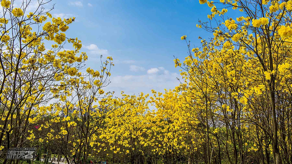 【黄花风铃木】3.16 周六:穿越马坝时光隧道,赏最美黄花风铃木,和金色的春天来一场约会,一日休闲“渡金”之旅