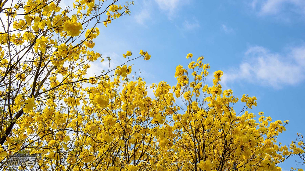【黄花风铃木】3.16 周六:穿越马坝时光隧道,赏最美黄花风铃木,和金色的春天来一场约会,一日休闲“渡金”之旅