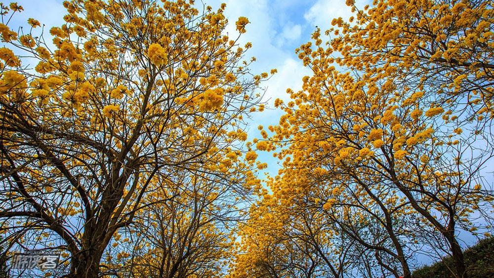 【黄花风铃木】3.16 周六:穿越马坝时光隧道,赏最美黄花风铃木,和金色的春天来一场约会,一日休闲“渡金”之旅