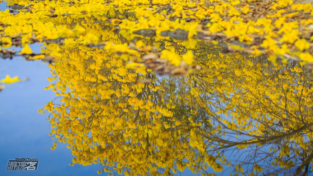 【黄花风铃木】3.16 周六:穿越马坝时光隧道,赏最美黄花风铃木,和金色的春天来一场约会,一日休闲“渡金”之旅