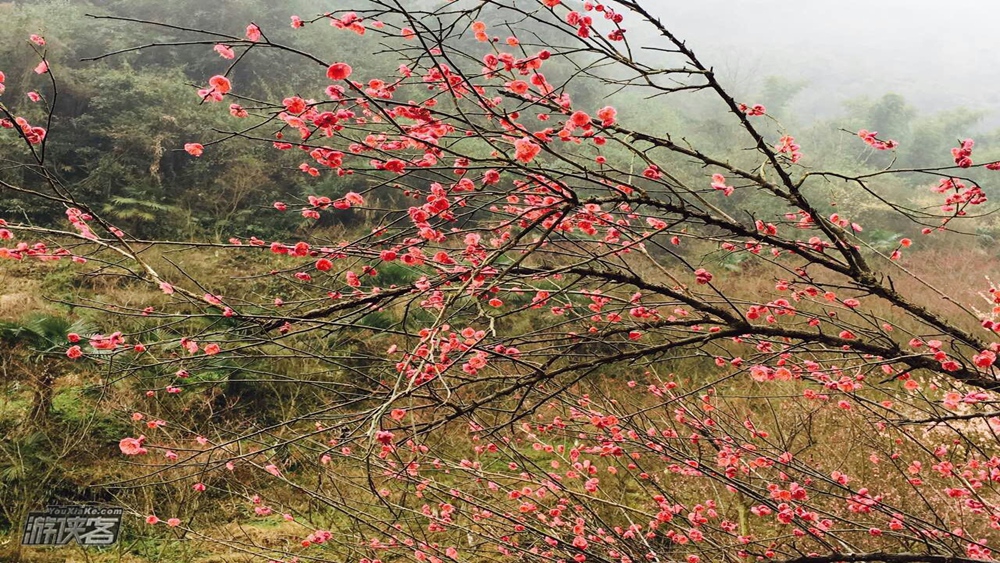 【丹景山·红梅】2.25周日 曾为梅花醉似泥, 二十里中香不断,神清气爽,踏春寻梅(单日赏花休闲游)