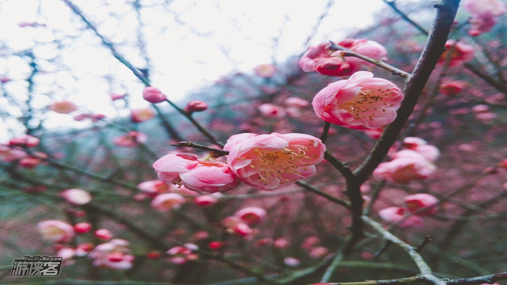 【丹景山·红梅】2.25周日 曾为梅花醉似泥, 二十里中香不断,神清气爽,踏春寻梅(单日赏花休闲游)