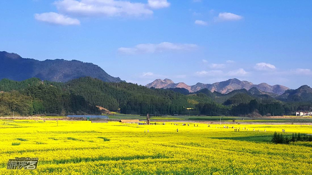 隐世春山·开化|壮美梯田花海,观衢州无边春色!