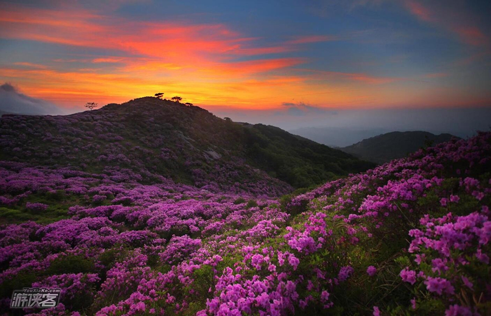 【征途·桃源尖杜鹃】4-5月，穿越浙西南十里万亩杜鹃花海，看漫山红遍，绿春湖-桃源尖穿越（1天1夜，周五晚上出发，周六避开人流，周日可安排休息，节假日安排中午出发）