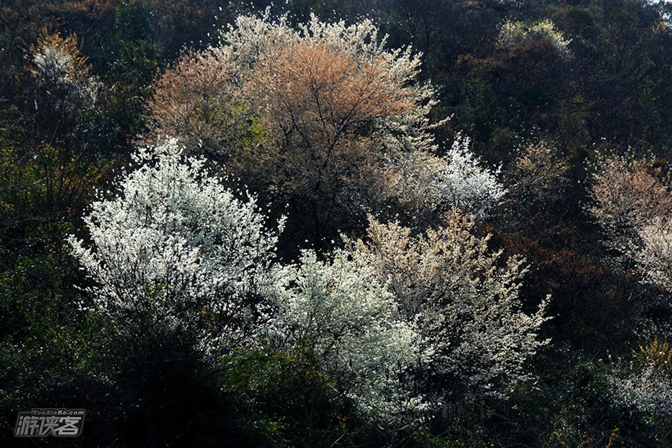 【惊艳·建德樱花·休闲团】3月,探秘建德深山里隐秘的万亩樱花山谷,逛吃梅城、建德草莓(评价:这里的樱花是一个山头连着一个山头,漫山遍野地开,简直太夸张)