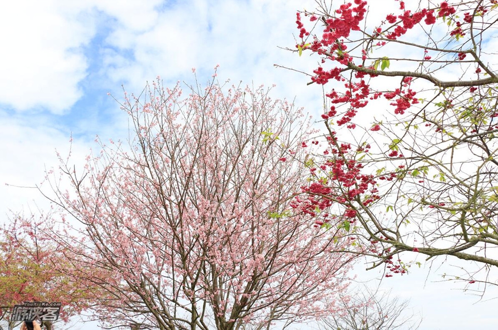 【惊艳·建德樱花·休闲团】3月,探秘建德深山里隐秘的万亩樱花山谷,逛吃梅城、建德草莓(评价:这里的樱花是一个山头连着一个山头,漫山遍野地开,简直太夸张)