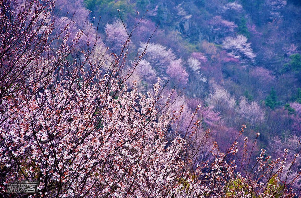 【惊艳·建德樱花·休闲团】3月,探秘建德深山里隐秘的万亩樱花山谷,逛吃梅城、建德草莓(评价:这里的樱花是一个山头连着一个山头,漫山遍野地开,简直太夸张)