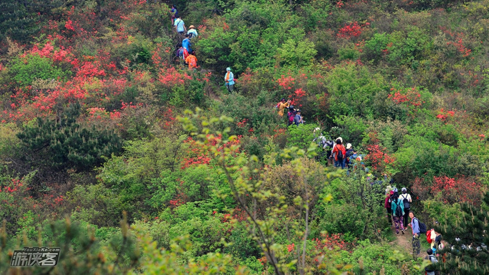【征途·桃源尖杜鹃】4-5月，穿越浙西南十里万亩杜鹃花海，看漫山红遍，绿春湖-桃源尖穿越（1天1夜，周五晚上出发，周六避开人流，周日可安排休息，节假日安排中午出发）
