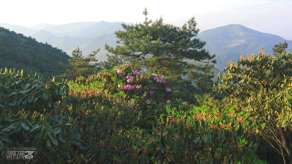 【华顶杜鹃】5.12-13，徒步徐霞客古道，穿越石梁飞瀑，登天台华顶赏云锦杜鹃！（高山杜鹃花正开）