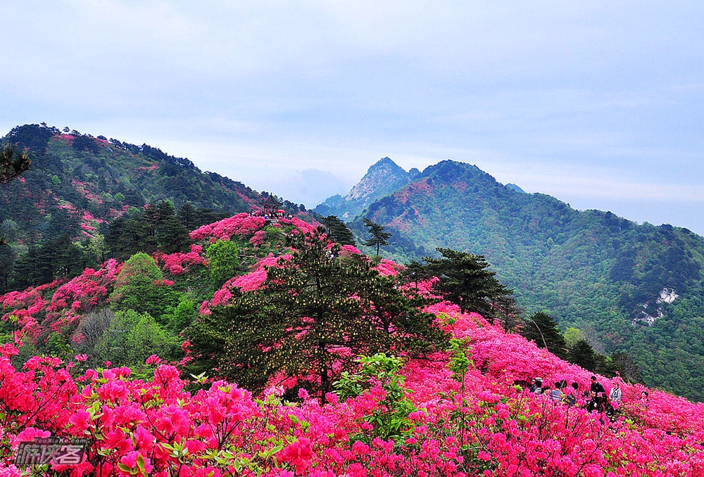 【龟峰山杜鹃】人间五月天,麻城看杜鹃,满山开满映山红,登龟峰山赏