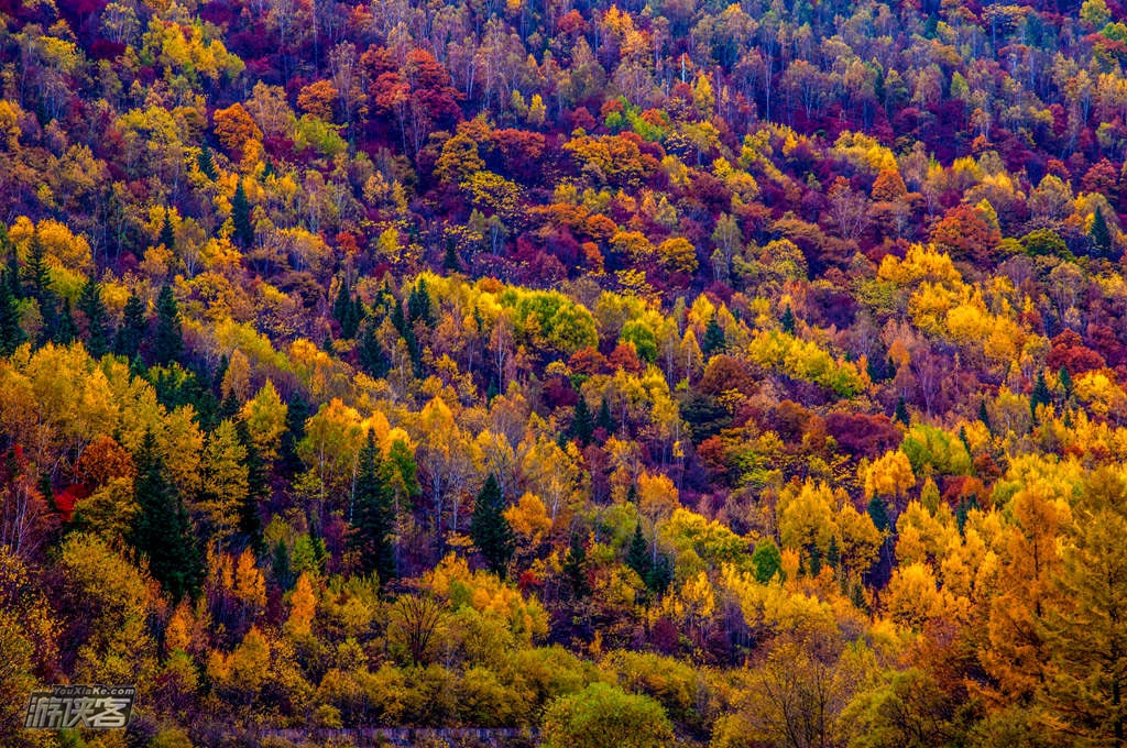 【东北秋色-长白山全景】9-10月 长白山西坡+北坡-天池-望天鹅-防川一眼望三国-鸭绿江 7日 东北 纯玩深度游(中国最美秋色观光带)