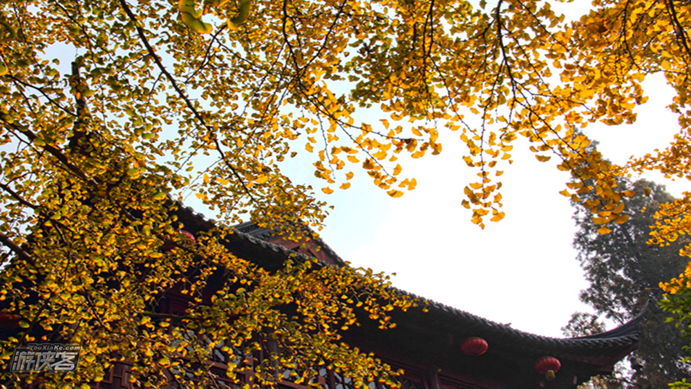 【秋色·止马岭】11-12月秋季，穿越止马岭童话长廊，游四大赏枫胜地之一栖霞山，漫步秋色黄寨牧场草原，一网打尽南京城被隐秘的惊艳秋色（华东水杉）
