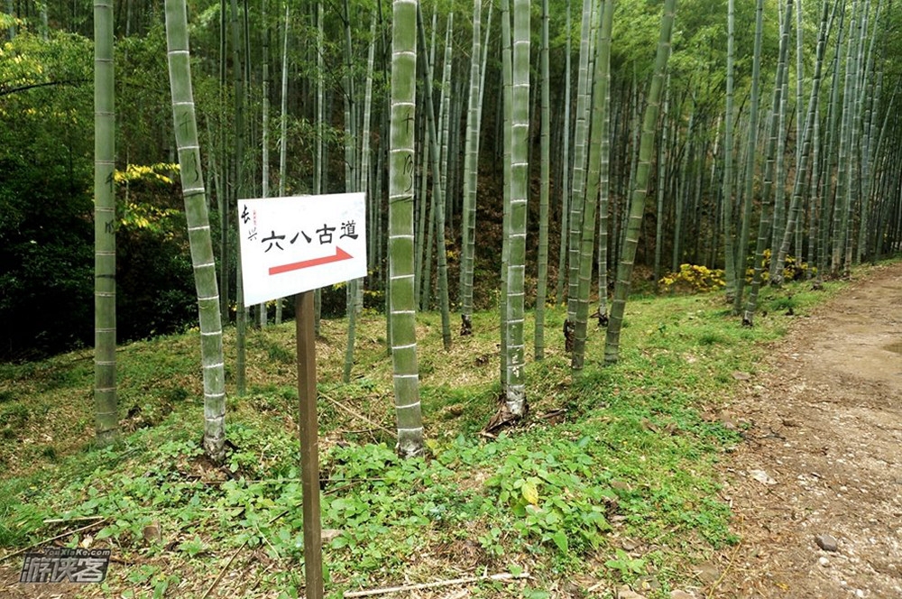 亲子·长兴古银杏|金秋十里银杏,林间野趣三项挑战