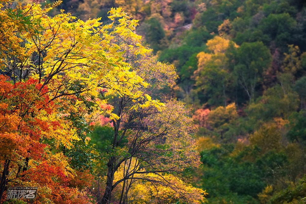 【坝上秋摄全景风光+仙境雾灵山】9-10月 金秋坝上五彩风光-全新万马奔腾-马踏水花日落驼影-雾灵山晨雾摄影 七日风光创作团(2017全新升级数量约300匹场景万马奔腾)