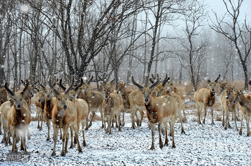 【生态摄影】12-1月,盐城寻鹤、大丰观鹿——深入自然保护区拍摄丹顶鹤舞,麋鹿雄风 3日摄影采风