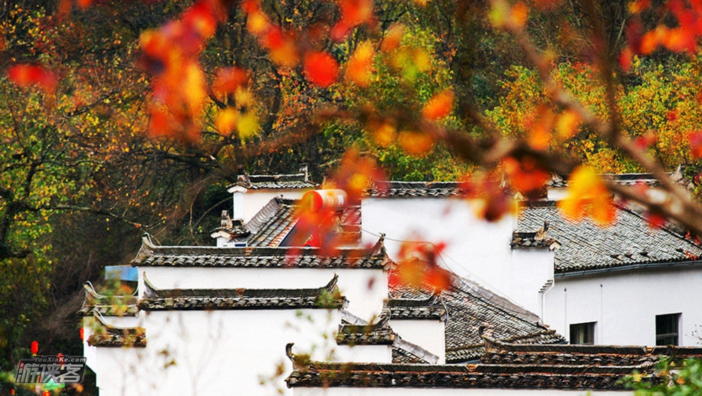 黄山秋色·皖南赏秋小车团3日游