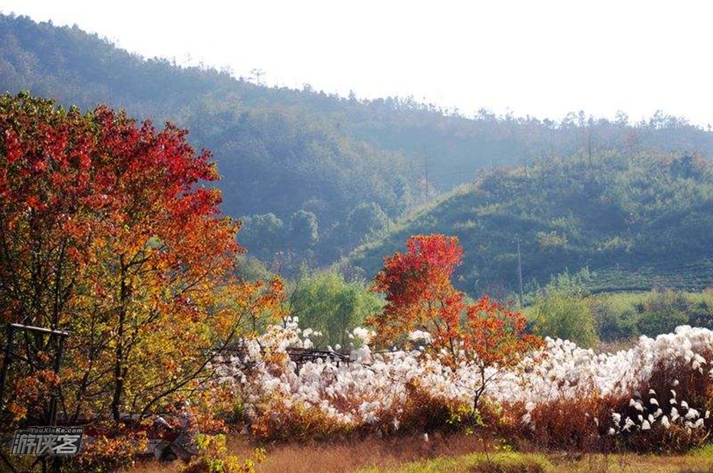 【秋色·陶宴岭】11月，徒步绍兴陶宴岭古道，看红枫飘落，古道、竹林，真假兰若寺
