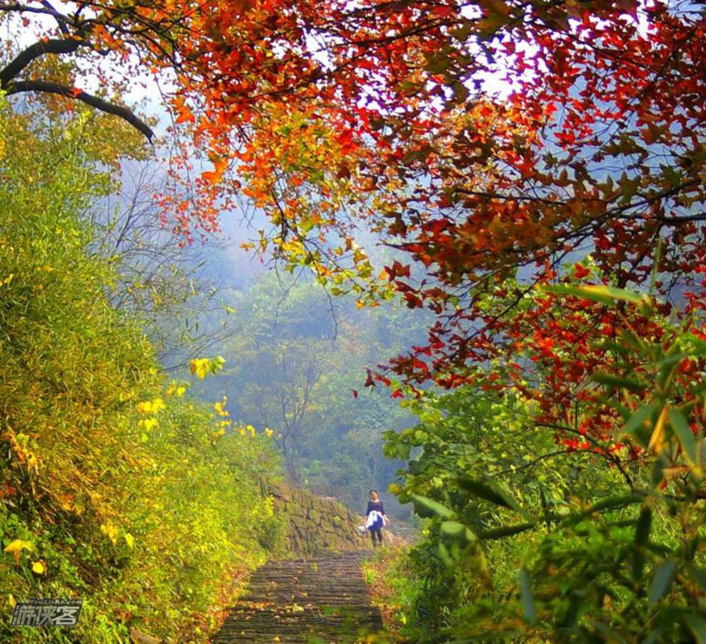 【秋色·陶宴岭】11月，徒步绍兴陶宴岭古道，看红枫飘落，古道、竹林，真假兰若寺