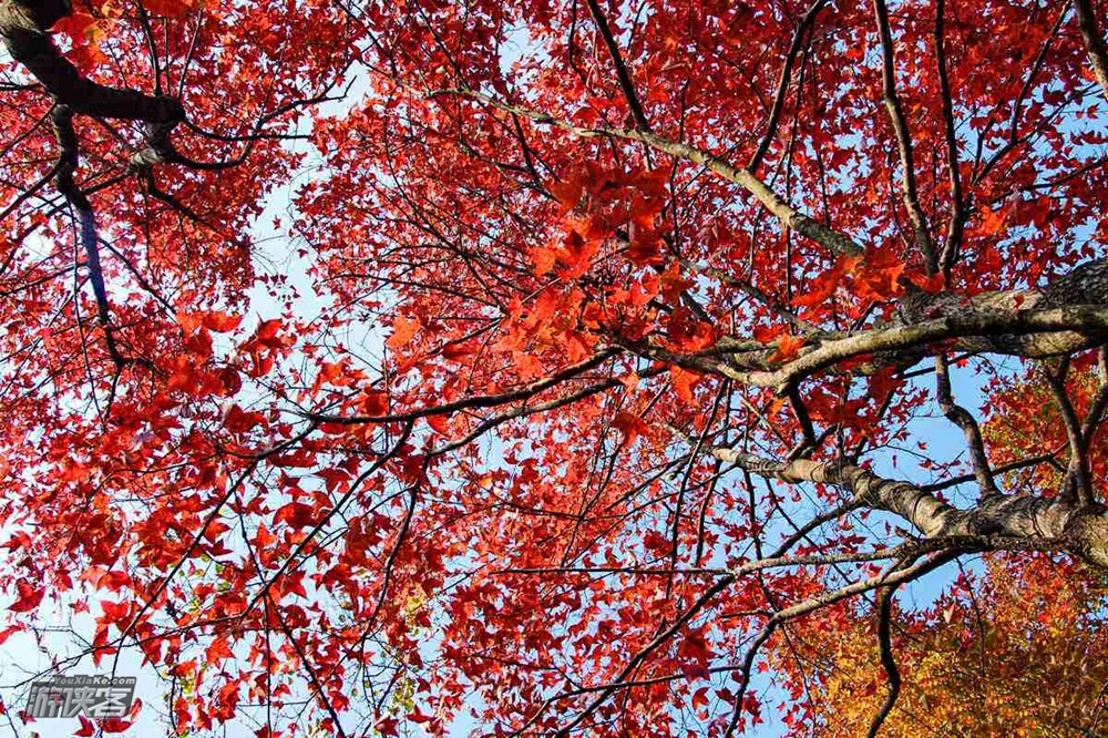 【秋染云髻山】12.16周六:云端发髻理红妆,穿越枫叶丛林,拿下油画里的山巅