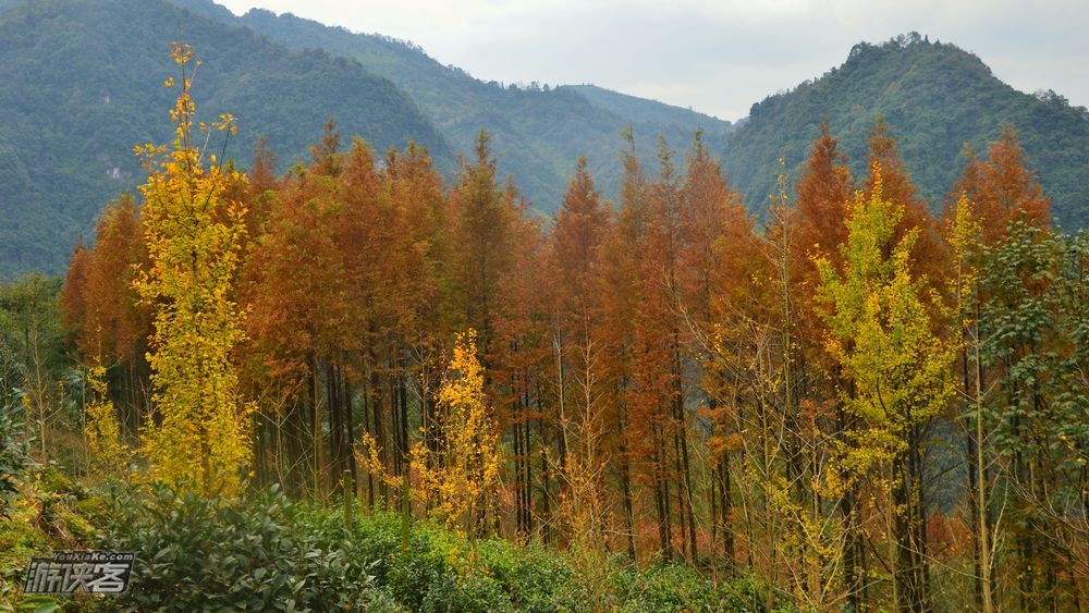 【秋色环线·大坪村】11.18周日确定成行! 逃开城市的喧嚣,走向山野,赏小丹巴世外桃源般的秋色,8公里秋色环线(秋色轻户外)