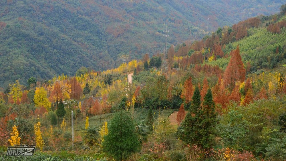 【秋色环线·大坪村】11.18周日确定成行! 逃开城市的喧嚣,走向山野,赏小丹巴世外桃源般的秋色,8公里秋色环线(秋色轻户外)