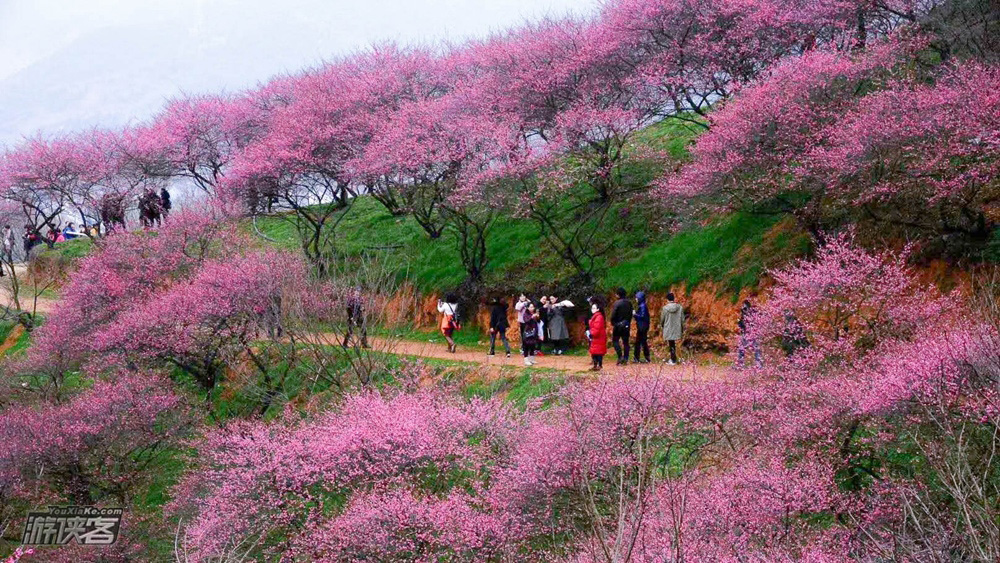 新建梅花村23月本周黄金赏花期徒步踏春网红新建村梅花山看遍十里梅花