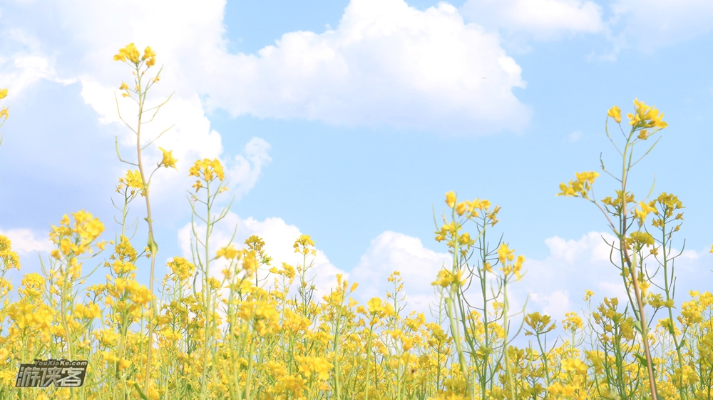 【特惠·沙洋油菜花】4.1周日，江汉平原万亩油菜花盛开，金色海洋沙洋迎接四方游侠