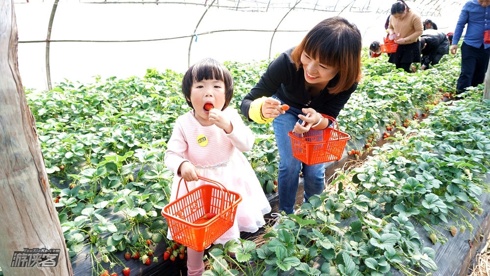 富阳花事·采草莓 半山桃花+黑山顶油菜花