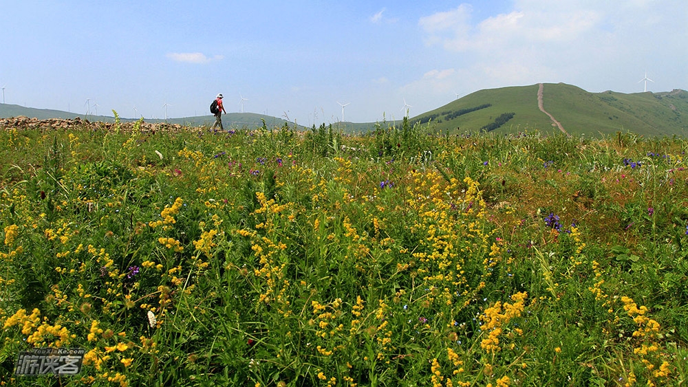 【马驹沟·鲜花季】6.21周日 夏日最美徒步线路 避暑圣地马驹沟 赏漫山野花-油菜花海-万亩原始草原-巨型风车阵-明长城遗迹 单日休闲活动