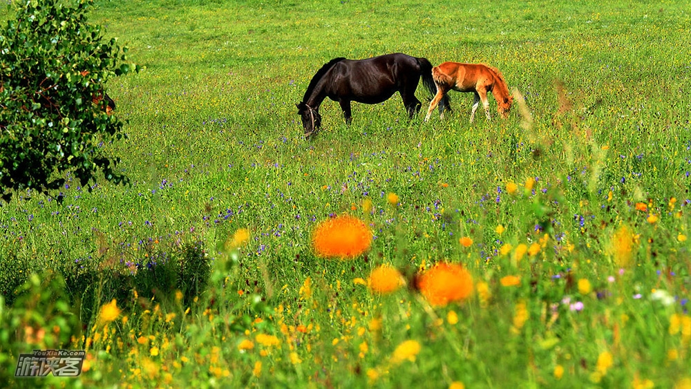 【马驹沟·鲜花季】6.21周日 夏日最美徒步线路 避暑圣地马驹沟 赏漫山野花-油菜花海-万亩原始草原-巨型风车阵-明长城遗迹 单日休闲活动