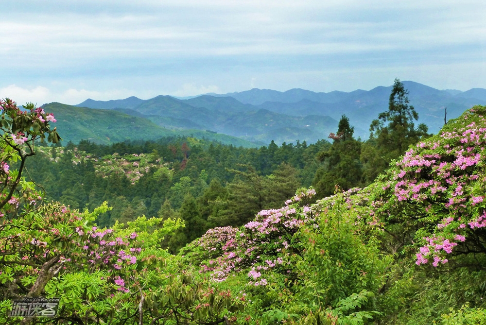 天台仙踪·华顶杜鹃｜徒步徐霞客古道，赏云锦杜鹃