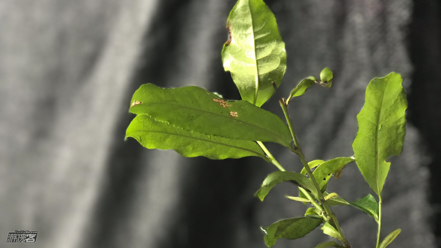 【高明茶山】4-5月:登顶茶山,山景农庄品美味的茶山柴火鸡,还有山泉泳池戏水(1日游)