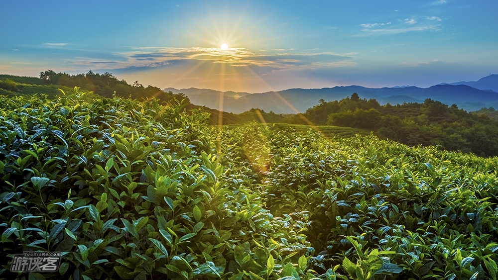【高明茶山】4-5月:登顶茶山,山景农庄品美味的茶山柴火鸡,还有山泉泳池戏水(1日游)