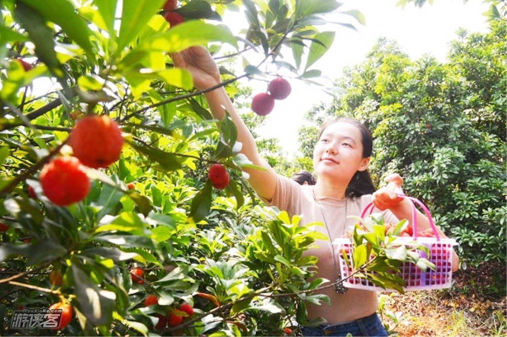 【网红休闲·西山岛杨梅】初夏单天休闲团,玩转刺激皮划艇、应季杨梅采摘;打卡《都挺好》取景地明月湾码头、ins光之教堂、网红博物馆(摄影师随拍微旅拍,提供9张底片!)