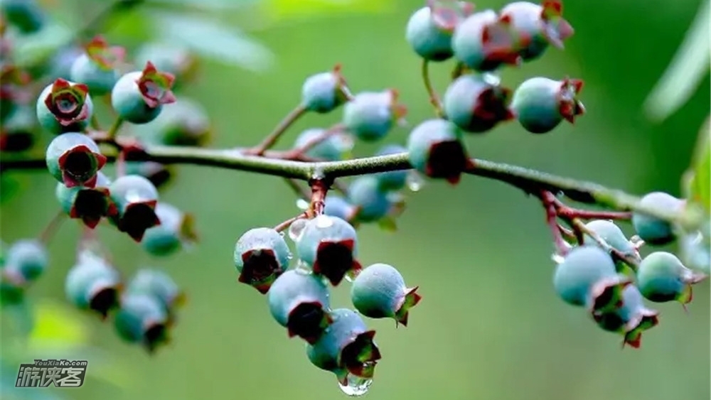 【蓝莓采摘】6.23周日，闯入果园摘蓝莓-世界水果之王，邂逅清新蓝莓豪华盛宴，漫步潜山国家森林公园一日游