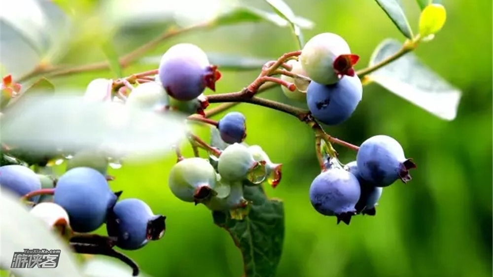 【蓝莓采摘】6.23周日，闯入果园摘蓝莓-世界水果之王，邂逅清新蓝莓豪华盛宴，漫步潜山国家森林公园一日游